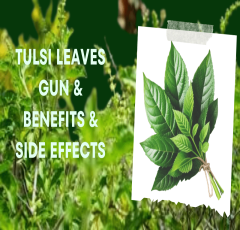 Tulsi Leaves Gun and Benefits and Side Effects
