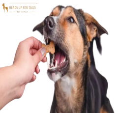 The Secret to Happier Pets with Head Up For Tails